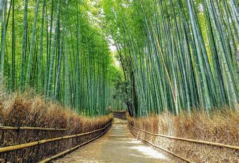 Arashiyama Bambusswald: Ein magisches Flüstern im Herzen Kyotos!