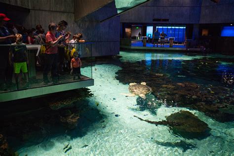 Das National Aquarium Baltimore: Ein Unterwasserparadies voller Wunder und Entdeckungen!