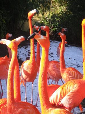  Die Flamingos von Karamay: Eine faszinierende Farbpracht mitten in der Wüste!