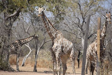  Die Yankari Wildtierreservat: Ein Naturparadies voller Faszination!